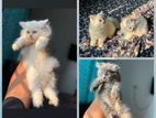 persian kitten (Male)