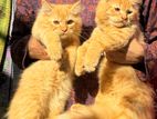 Persian Kitten ( Male) for sale