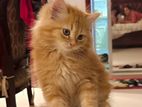 Persian kitten Orange and Tabby