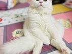 Persian kitten sale