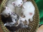 Persian Kitten Sell hobe