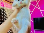 Persian Kitten