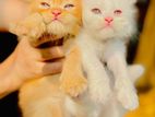 Persian Kitten Triple Coat