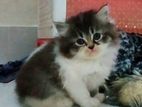 Persian kitten ( tripple coat)