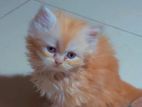 Persian kitten (tripple cat fur)