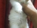 Persian kitten with exotic bloodline