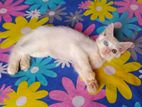 Persian kittens cat
