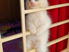 Persian kittens cat