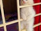 Persian kittens cat