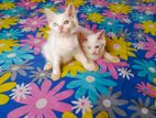 Persian kittens cat