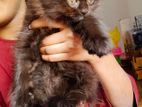 Persian kittens cat