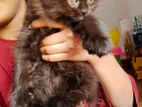 Persian kittens cat