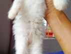 Persian kittens cat