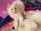 Persian kittens cat