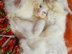 Persian kittens cat