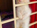 Persian kittens cat
