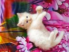Persian kittens cat