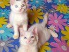 Persian kittens cat