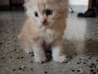 Persian Kittens Female