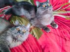 Persian Kittens
