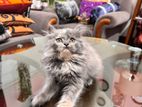 Persian Kittens