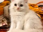Persian kittens sell