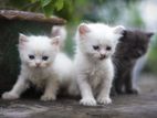 Persian kittens