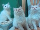 Persian kittens