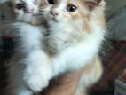 Persian kittens