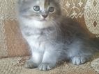 Persian Kitten