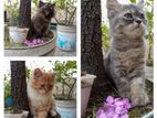 Persian Kittens cat sell