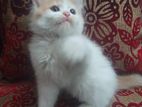 Persian kittens,