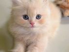 Persian Kittens