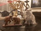 Persian Kittens