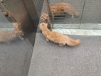 Persian kittens