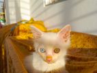 Persian kittens