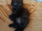Persian kittens