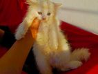 Persian kittens