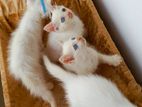 Persian kittens