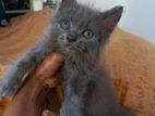 Persian kittens