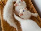 Persian kittens