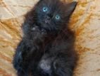 Persian kittens