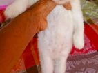 Persian kittens