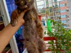 Persian kittens
