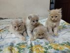 Persian Kittens