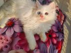 Persian kittens