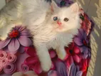 Persian kittens