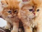 Persian kittens