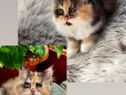 Persian Kittens For Sale