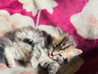 Persian kittens for sale